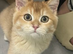 -喵zoo家庭繁育猫舍(尖东智能花园店)