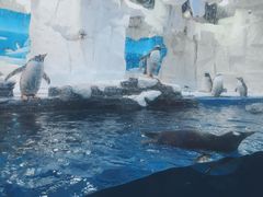 -华夏文旅海洋公园