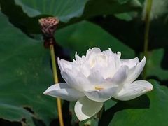 -荷塘月色湿地公园·向阳花洲
