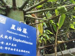 -中国科学院西双版纳热带植物园