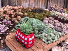 -木王宴语·野生鲜菌火锅(玉河店)