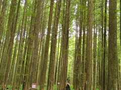 -武陵山森林公园