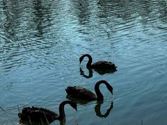 -宫事颐庭·老佛爷贵寿下午茶(颐和园店)