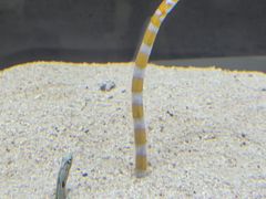 -大阪海游馆