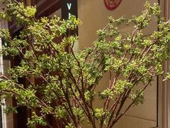 -红城阁·上海味道(四平路店)
