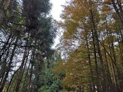 -山王坪喀斯特国家生态公园