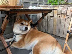 -COMPANION COFFEE小伴咖啡