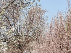 -桃花堤公园