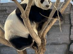 -石家庄市动物园