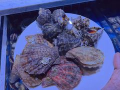 -聚盛源蒸汽海鲜火锅烤肉自助(巨川金海岸购物广场店)