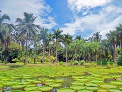 -中国科学院西双版纳热带植物园