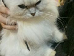 -万小咖.猫咖(中山路天虹店)