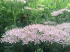 -北京张裕爱斐堡酒庄