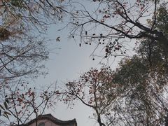 -老张烤羊(王哥庄店)