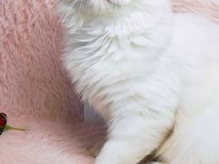 -十年猫舍·猫咪专门店(普陀店)