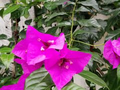 -三圣花乡旅游区