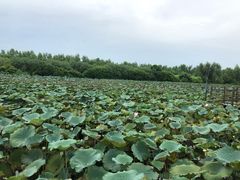 -大湾区中央湿地公园