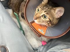-创凡宠物医院·骨专科  猫科中心(西乡分院)