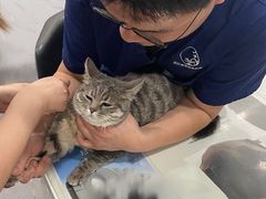 -伟伟宠物医院·CT影像中心·瑞派犬猫综合性门诊(汉口总院)