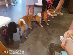 -百好乐宠物友好餐厅(朝外大街店)