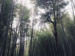 -广州市石门国家森林公园