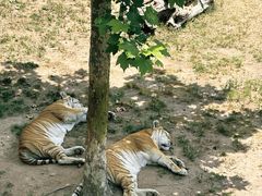 -西霞口神雕山野生动物世界