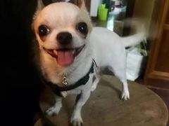 -瑞派动物医院·猫专科·至诚(江南中分院)