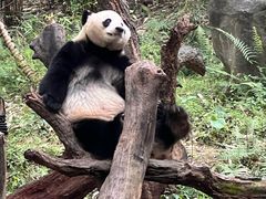 -广州长隆野生动物世界