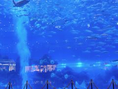 -成都浩海立方海洋公园