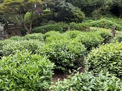 -十八棵（老龙井）御茶园(老龙井店)