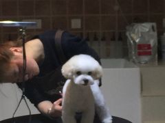 -Oh My Dog宠物沙龙(伊珊娜皮毛护理店)