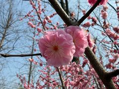 -合肥滨湖国家森林公园