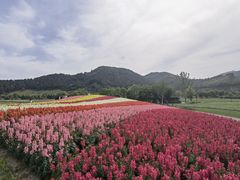 -径山花海