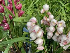 -国家植物园南园