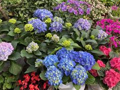 -金陵花卉交易市场