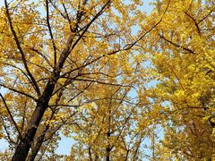 -重庆中央公园(渝北区)