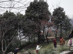 -香雪海