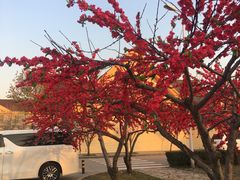 -Max Mara(王府井奥莱·香江小镇店)