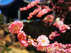 -无锡梅园公园