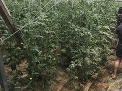 -庞各庄翠芳园西瓜蔬菜基地采摘园