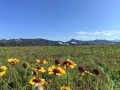 -敕勒川草原