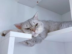-萌兽医馆·眼科·异宠专科(三里屯店)