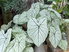 -L.C FLORA花予你(城西银泰城店)