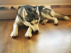 -Husky Go! 哈士奇体验馆·宠物咖啡厅狗咖