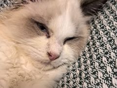 -宠颐生汉谟拉比宠物医院