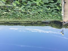 洪湖蓝田-洪湖生态旅游区