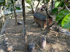 -野象谷景区