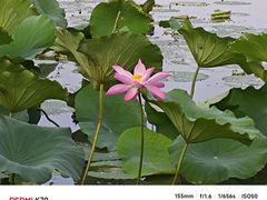 -南翔镇银翔湖公园