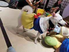 -逗柴咖啡屋·狗咖猫咖宠物桌游