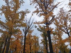 -百林公园-两江幸福广场